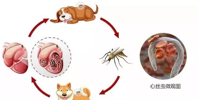 蚤,蚊叮咬感染心丝虫的动物后,微丝蚴被吸入蚊,蚤体内,逐渐发育成