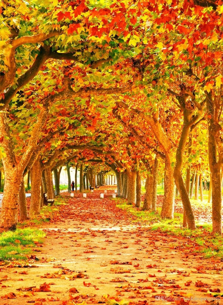 秋天的树木好看不好拍!掌握这八种拍摄方法,让你拍出经典作品