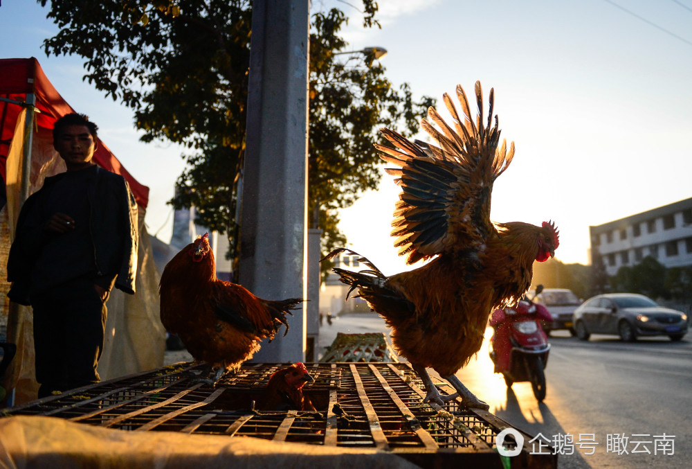 村民们就会开着"房车"带着全家老小和100多只鸡鸭一起来昆明兜售喂养