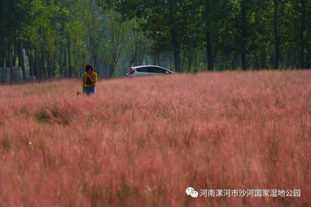 漯河沙河国家湿地公园这种网红草,你见过么?