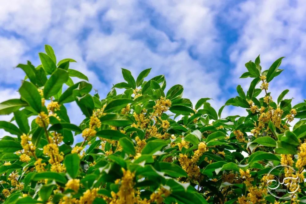 苏州的秋天,就该是桂花味儿的