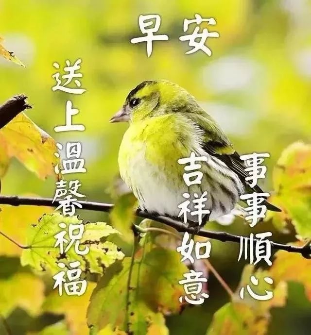 清早暖人心窝的早安问候语动态表情图片,早上好动态祝福唯美问候图片
