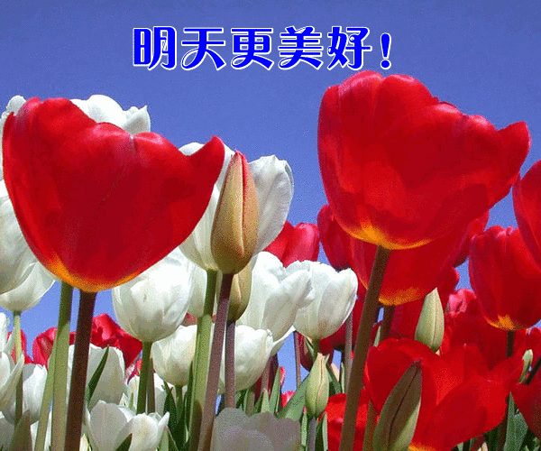 周末最漂亮的早安问候表情祝福语录图片,清晨问候大家