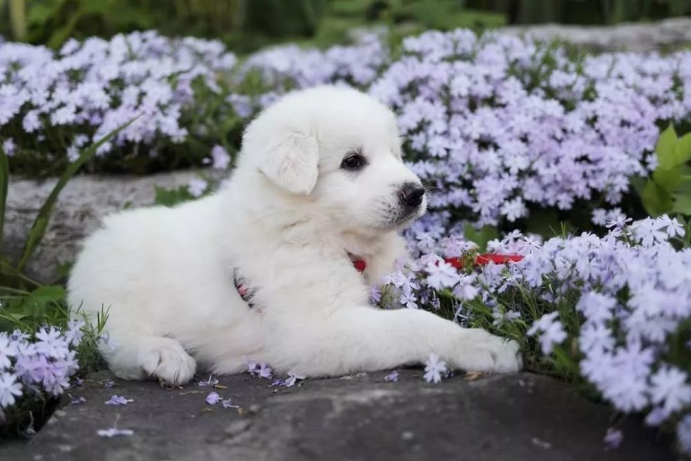 大白熊犬,金毛,立耳,萨摩