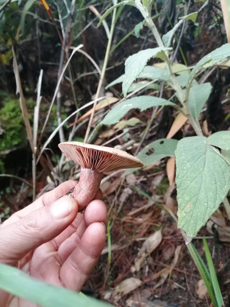 九月香,味道好极了,你们哪里有吗?