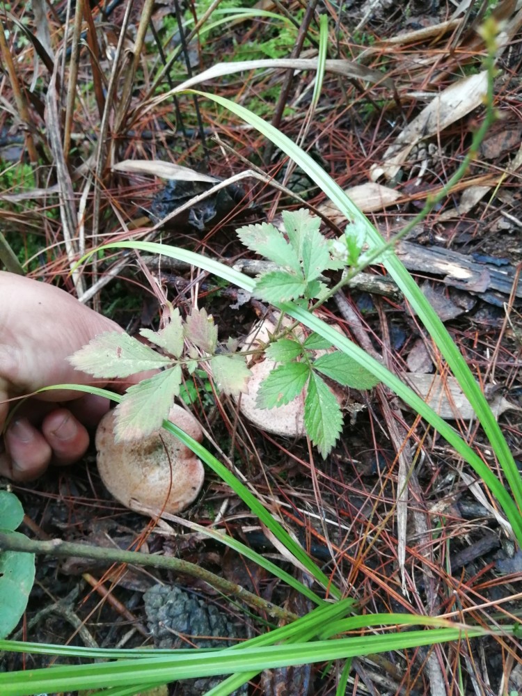 九月香,味道好极了,你们哪里有吗?