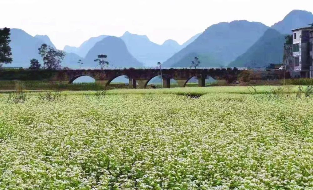 超美!这里的千亩白色花海全部绽放,漫山遍野都是