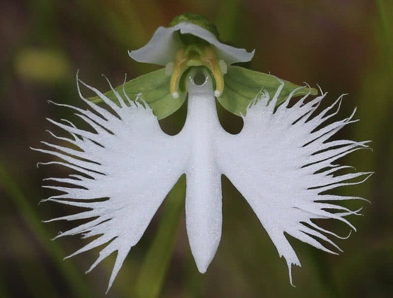 6.白鹭兰花