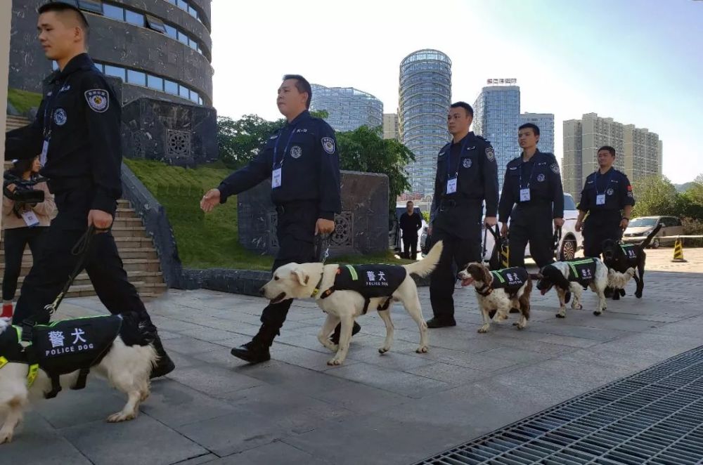 警犬,警犬技术,妞妞