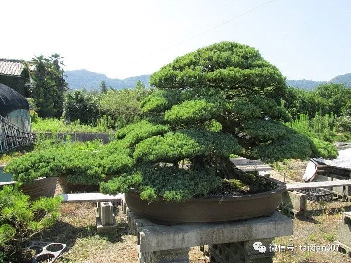 我国民俗祝寿也常有"福如东海长流水,寿比南山不老松"之辞.