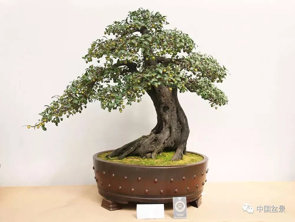 作品:众志金秋[金弹子,118×58cm,荣获2019中国(重庆)精品盆景邀请展