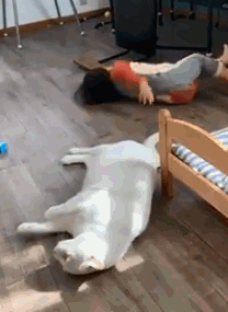 看到小铲屎官在地上打滚,猫咪也跟着一起打滚.