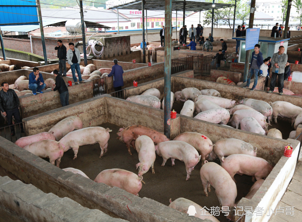 肉价真的要降价了,小编带你看生猪交易市场如何火爆,真望早日降