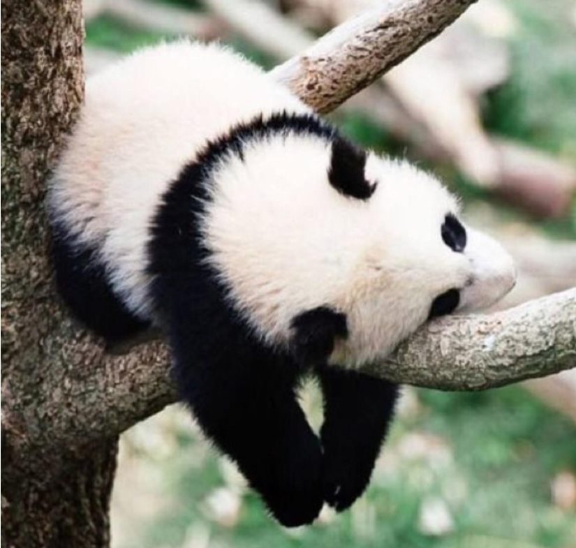 熊猫,有趣,搞笑,国宝,动物园