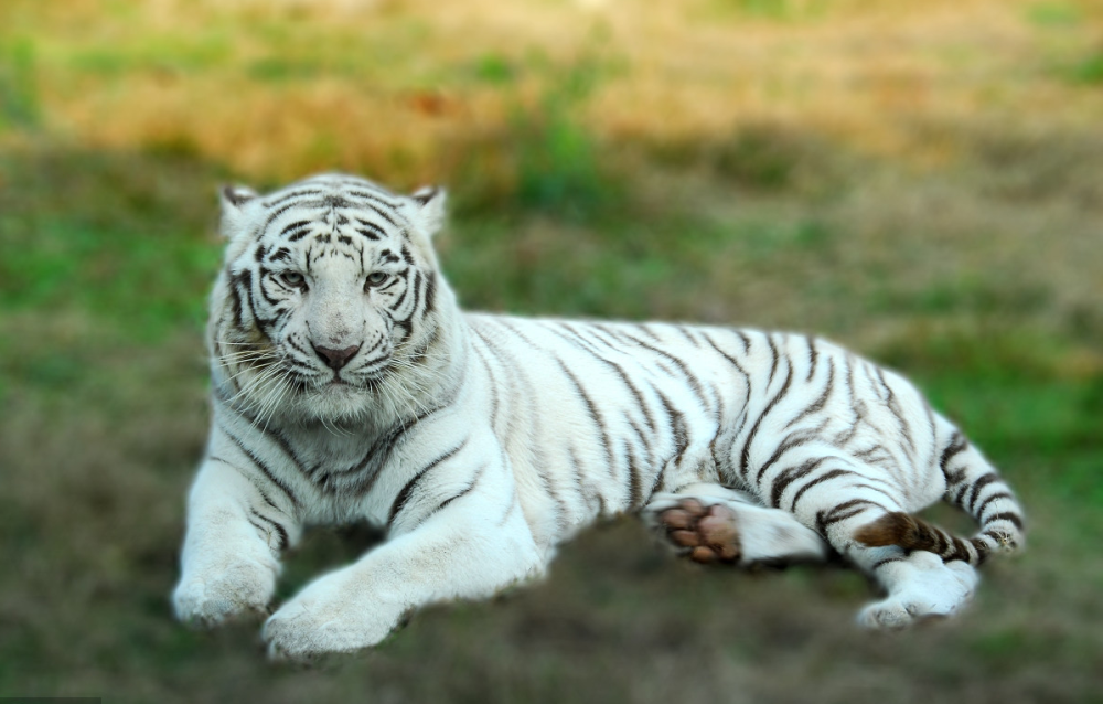 神农架拍到白化小麂,为何古人偏爱以白色动物为祥瑞?