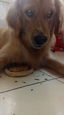 不是说金毛是温顺犬吗,我可能养了个假金毛