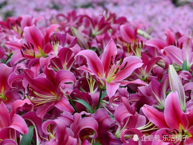 百合花,巨蟹座守护花,新手如何养护才能避免花瓣腐烂