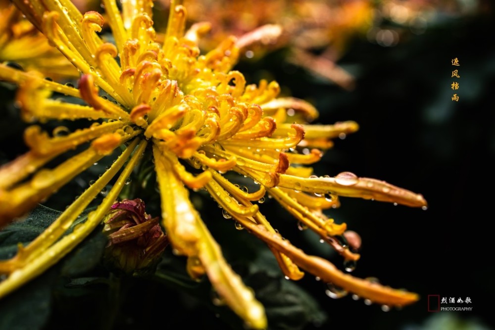 菊花邂逅秋雨