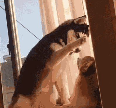 壁纸 动物 狗 狗狗 397_371 gif 动态图 动图