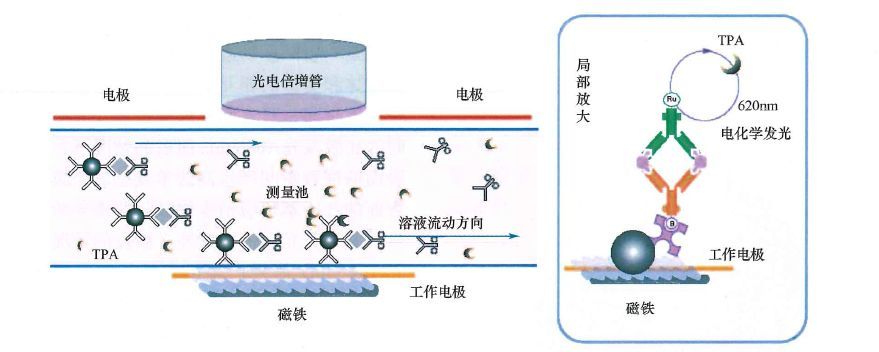 图2-3 电化学发光反应