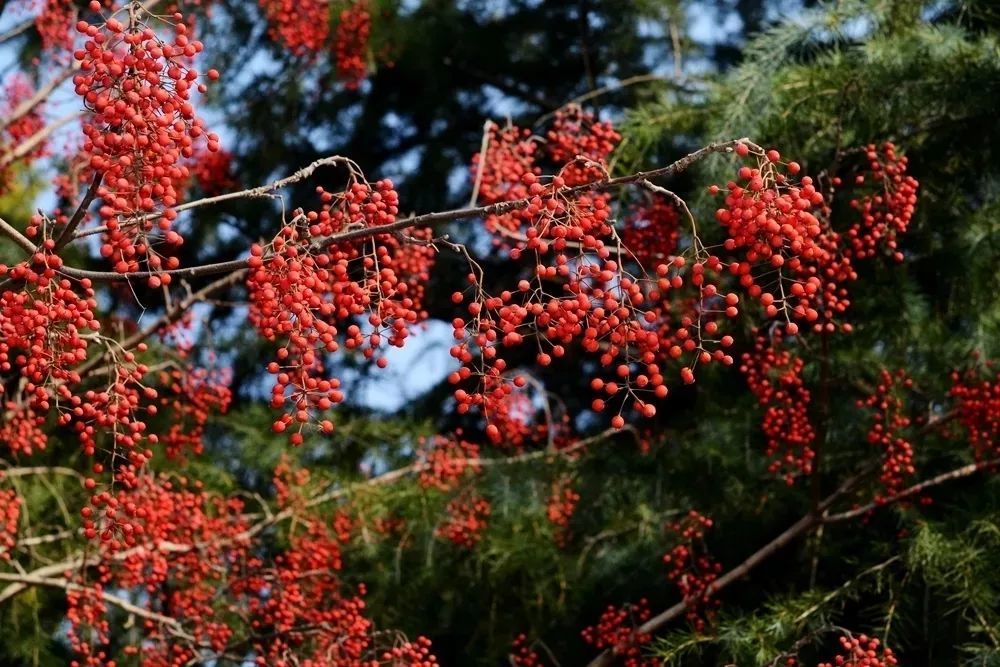 神奇山桐子,树上大油库