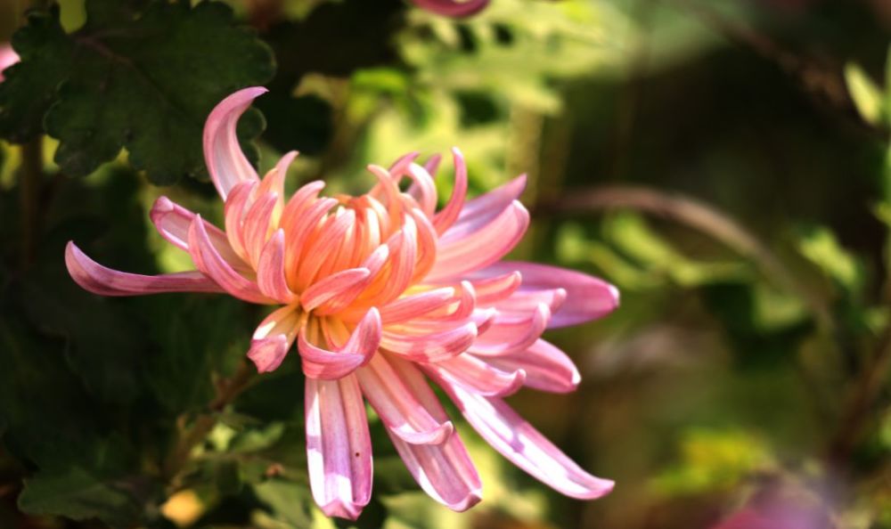 上海2019菊花展来啦!魔都最美的赏菊胜地在这里
