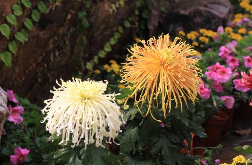 上海2019菊花展来啦!魔都最美的赏菊胜地在这里