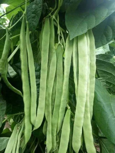 扁豆有哪些品种 海扁王架豆种子 特早熟肉厚无筋豆角