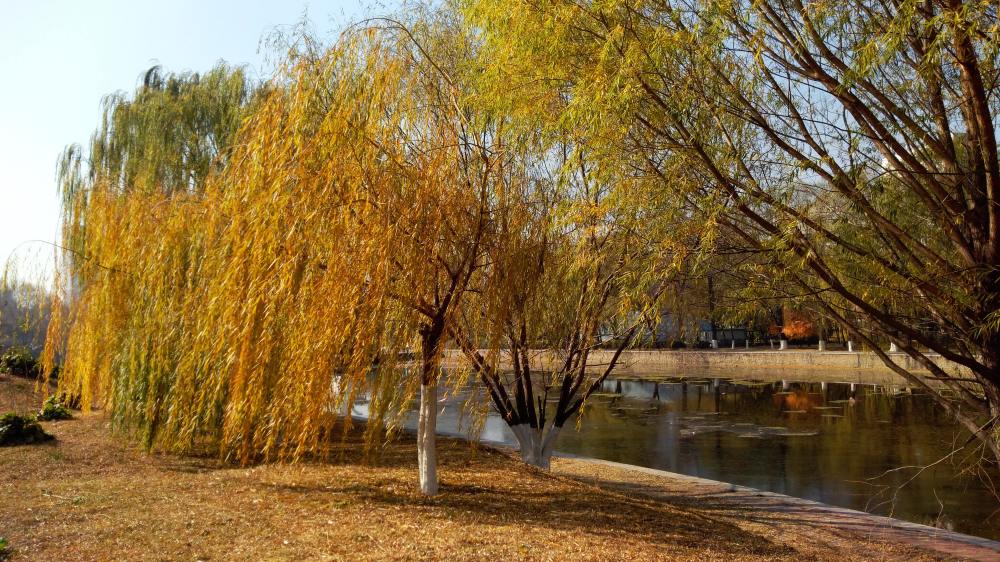 沈阳:盛京八景之一柳塘避暑 深秋柳树金黄好若人爱