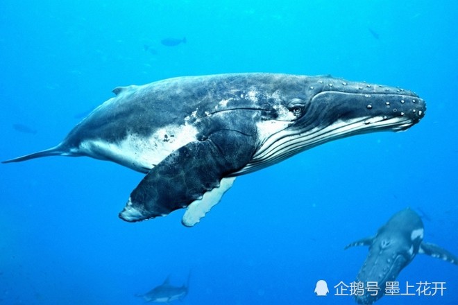 北海巨妖克拉肯,蓝鲸,怪兽,海洋生物,史前巨兽