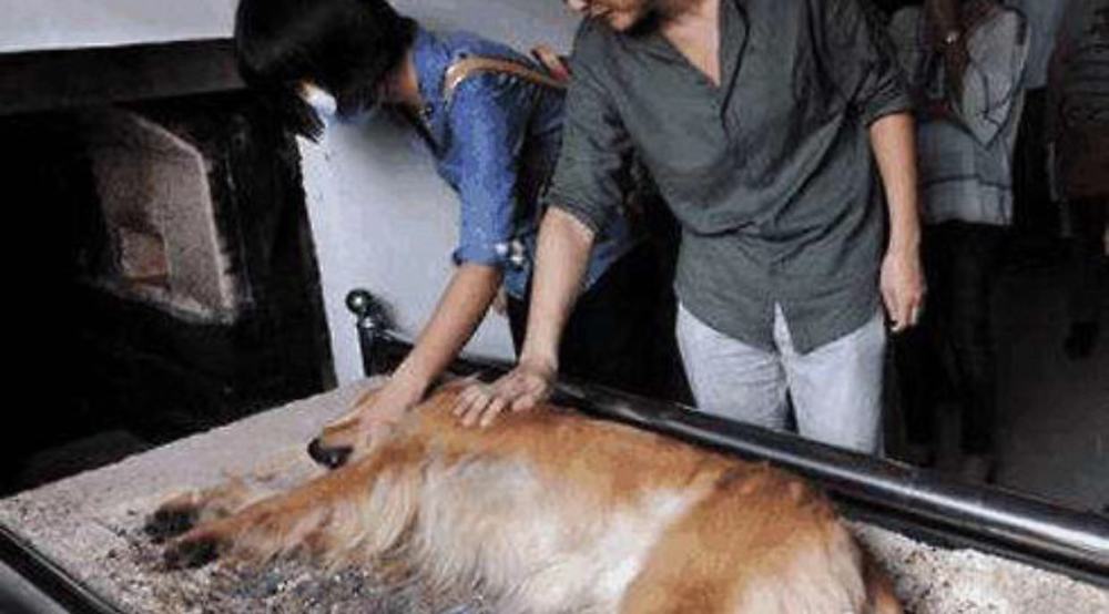 老人说:狗狗死后,不要埋,专家也是这样说,不是迷信