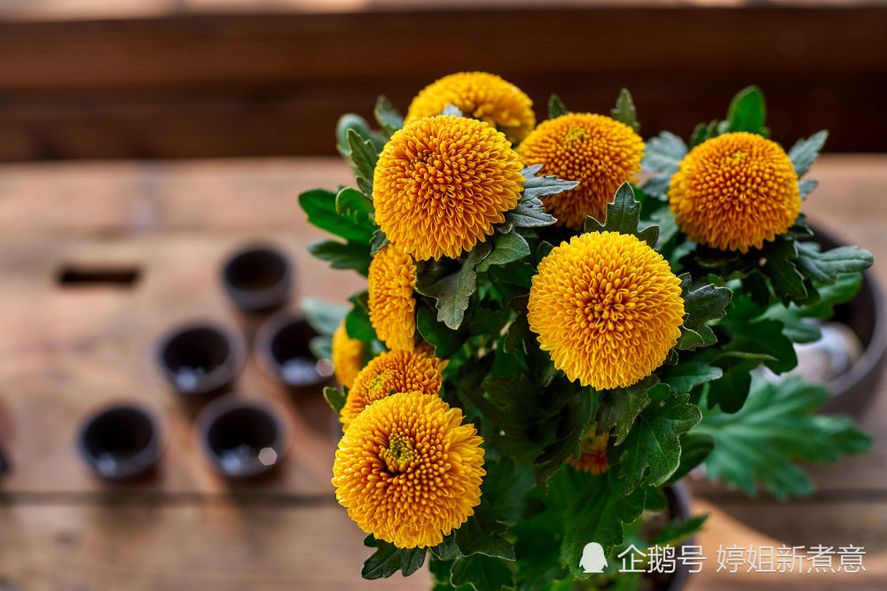 乒乓菊,菊花,花卉,绿植,园艺