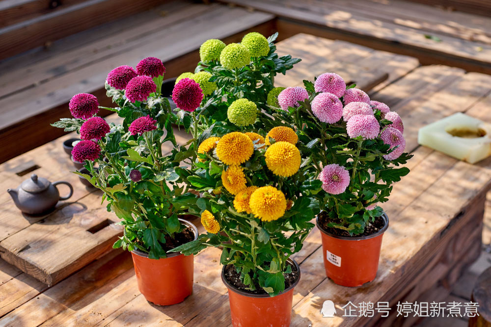 晓韵田园的新成员,红色乒乓菊,好像一个个红灯笼,寓意红火向上