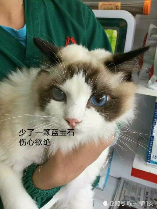 猫咪眼睛常发疾病之"青光眼",你了解多少?