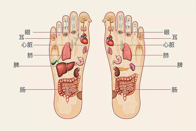 脚是人的 第二心脏,穴位经络连通全身.