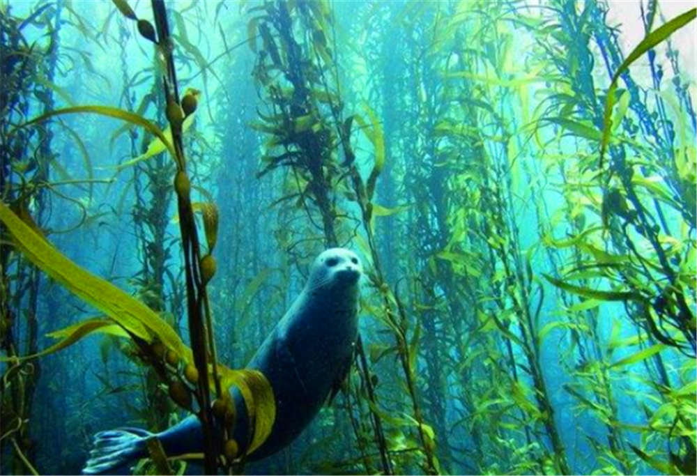 深海中有可能存在比鲸鱼更大的超巨型生物吗?