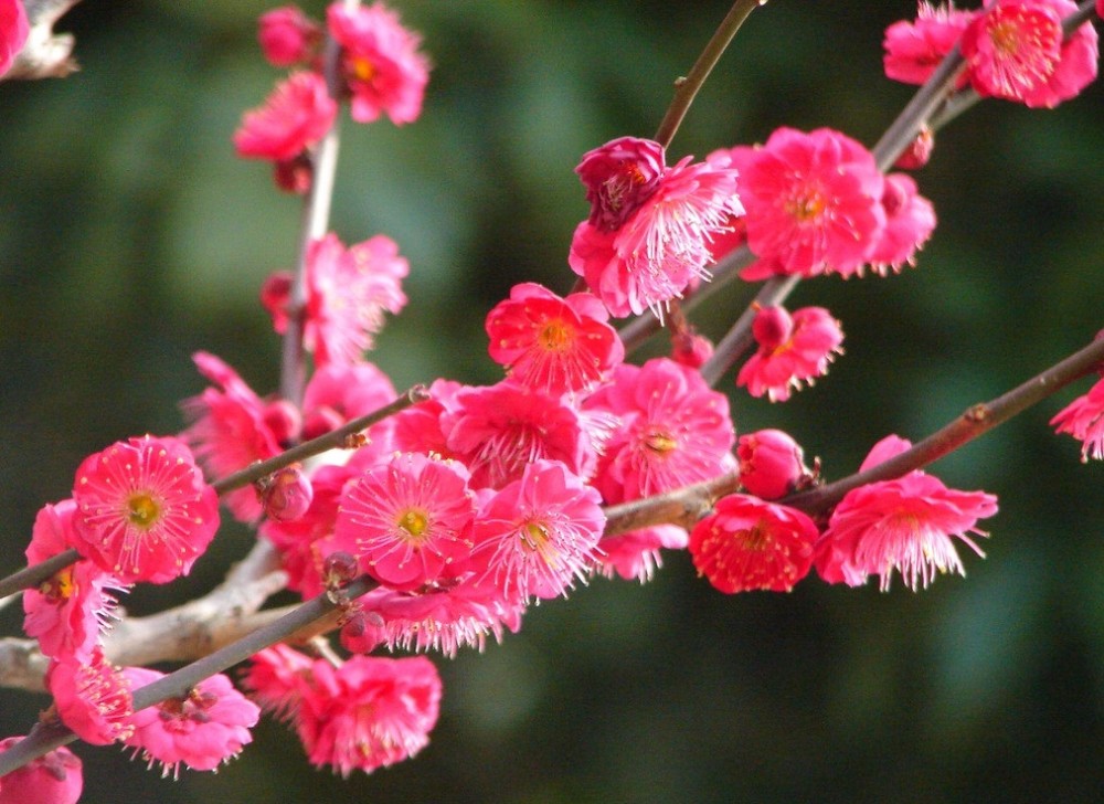 家里养殖梅花需要注意的问题,学会小技巧,梅花开出新高度