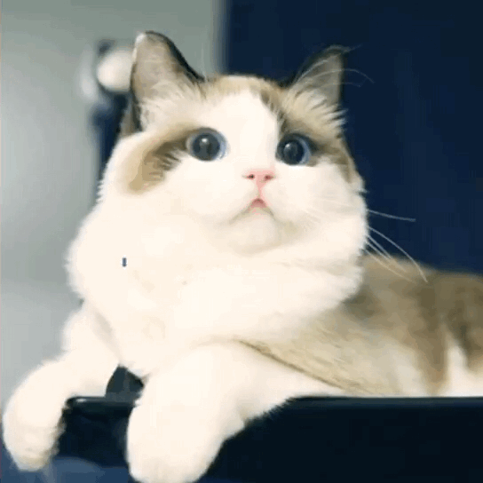 猫咪,铲屎官,喵星人,逗猫棒