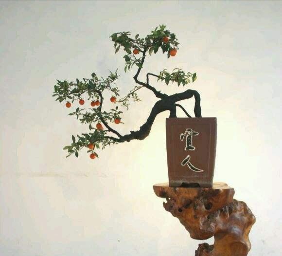 金弹子盆景,嫁接,盆景,金弹子,枣树,柿子
