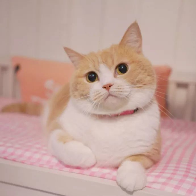 可爱萌宠动物头像 小猪小猪胖乎乎 吃完就睡呼噜噜