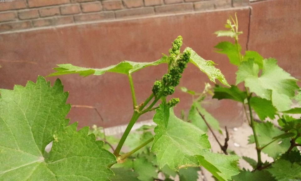 葡萄,开花,葡萄干,葡萄树,枝条,施肥