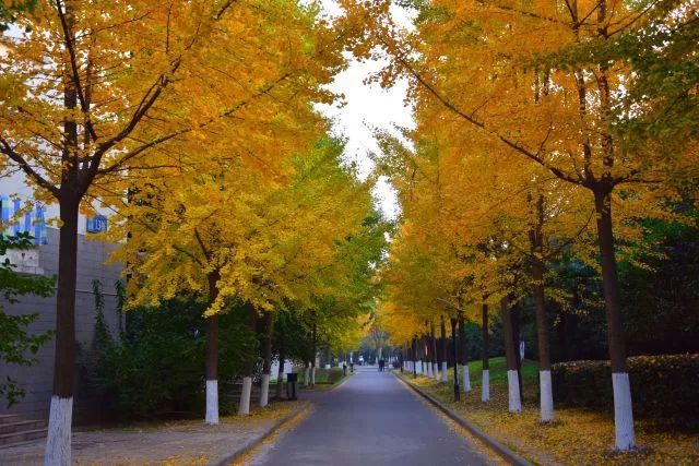 南信大的校园里 四季都有让人沉醉的风景 图源@南京信息工程大学 六十