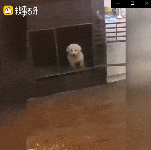 10大动图:单身狗的快乐就是这么简单且沙雕