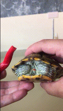 搞笑gif:你突然看见女朋友素颜照片