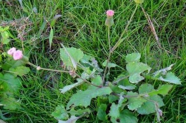 生长在野外的植物,是草药也是野菜,城里人看见却不认识它