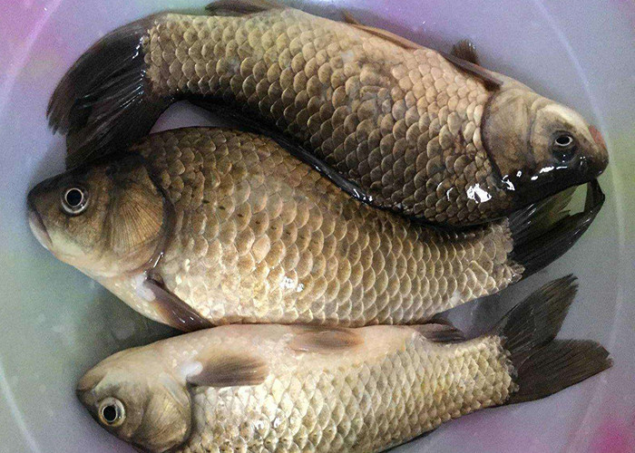 钓鲫鱼不知道用什么饵,试试这款自制饵料吧,钓效好成本低