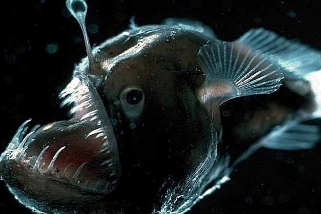 丑陋,鱼类,鮟鱇,狼鳗,水滴鱼