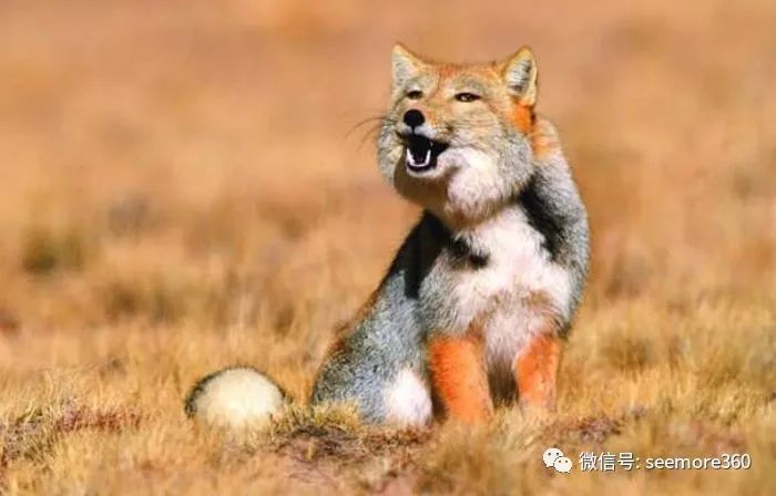 藏狐,旱獭,高原鼠兔,狐狸,世界自然保护联盟,獒犬