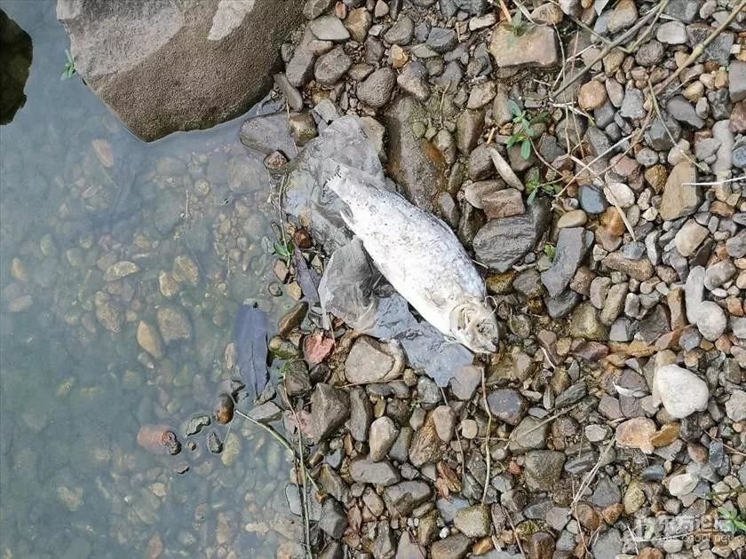 水很清澈没有什么浮游生物可供鱼食,可见外来鱼类并不适应水库,基本上