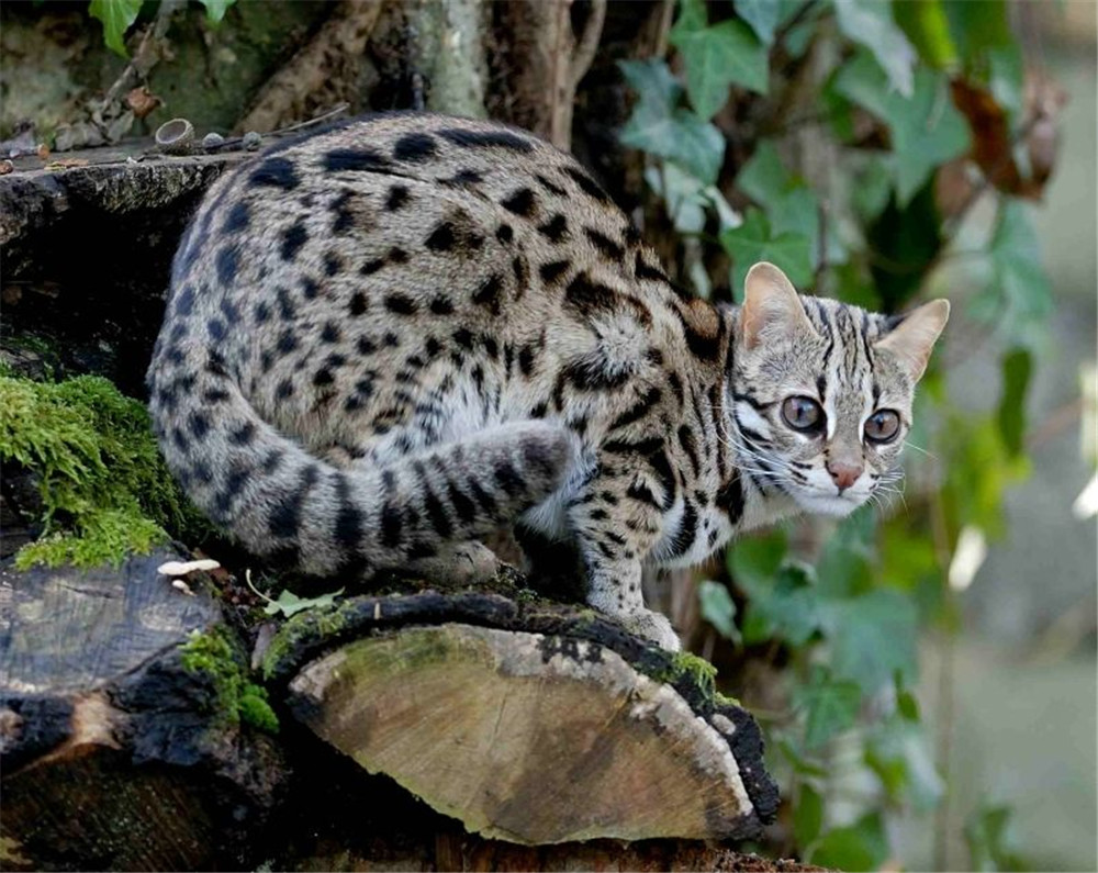 01只存在美洲,常在多刺灌木丛中穿行,中国根本不可能有野生的虎猫